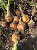 Sprzedam 350ton grubej cebuli na obieranie z siewu wiosennego.  Przewaga kalibru powyżej 7+, dużo cebul o rozmiarze 9-10, zdrowa bez chorób, możliwość