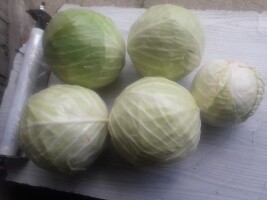 Sprzedam kapustę białą na sórówki przemysł  Waga od 1kg do 3,5kg
Ilości busowe możliwość transportu
Cena do nego