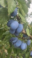 Sprzedam śliwkę kaliber 26+ Ilość 100 ton
Odmiana Węgierka