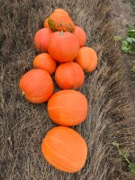 🎃 🎃          SPRZEDAŻ  DYŃ          🎃 🎃                   
W ofercie różnego rodzaju dynie – ozdobne, dekoracyjne oraz większe odmiany, idealne za