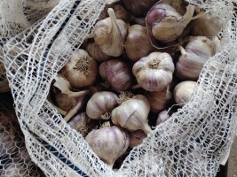 Sprzedam czosnek na kg pakowany w workach po 20 kg od 5+