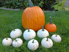 Sprzedam duże ilości dyni ozdobnej różowej czarnej i kolorowej oraz dyni halloween .