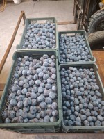 Sprzedam śliwkę węgierkę Dombrowicką 6 ton . Zapraszam do kontaktu