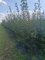 Sprzedam Drzewka Śliw  C.Lepotica,Węgierka Zwykła , Stanley,C.Rana,Top Hit, Węgierka Temano,Amers Renkloda Althana, Renkloda Ulena i inne.