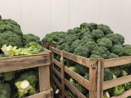 Kupie Brokuł, waga 500g-850g , Noga 10 cm  opakowanie karton box lub skrzynia jednorazowa Ilosci calosamochodowe, Cała Polska zapraszam do współpracy.