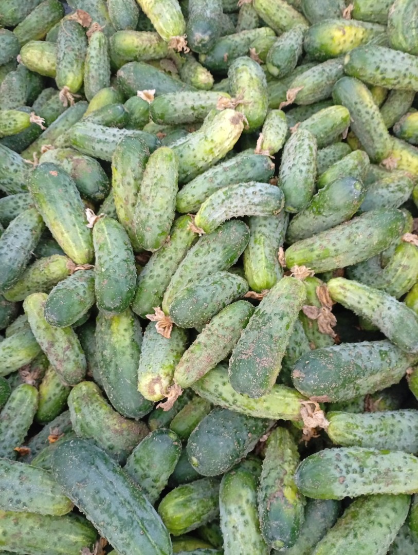 zdjecie-1