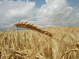 BHZ Agromat kupi zboża ekologiczne oraz w konwersji