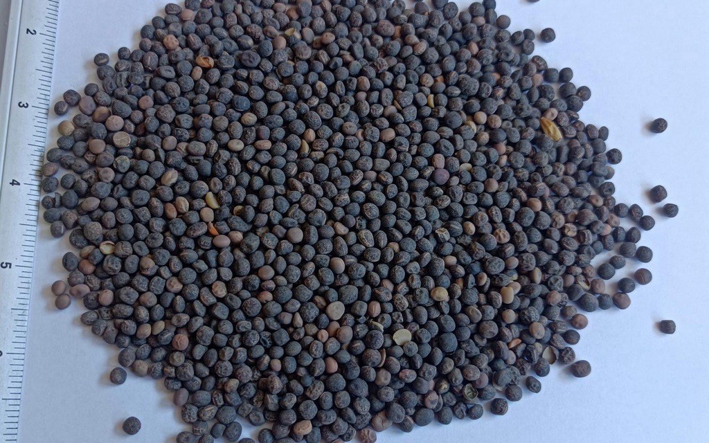 zdjecie-1