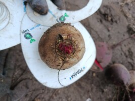 Buraczek Monty Przemysł  6-10 płukany lub brudny naczepa luz ,przemysł