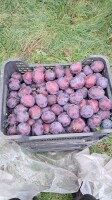 Sprzedam ciemną śliwę .  Cena hurtowa 3 zł
Cena 2,5 zł przy zamówieniu min. 500 kg . 
Cena 2,2 zł przy zamówieniu powyżej 1 tony
Odmiany które posiada