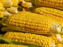 Słodka kukurydza świeża do sprzedaży – teraz dostępna do zamówienia