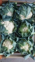 Sprzedam ładny kalafior 6. Skrzynka 10-11kg. Duże ilości