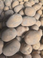 Dzień dobry. Sprzedam ziemniaki odmiany Soraya z własnego gospodarstwa, pakowane po 15 kg, 1zł/kg. Bardzo ładne i smaczne:) zapraszam do kontaktu!
