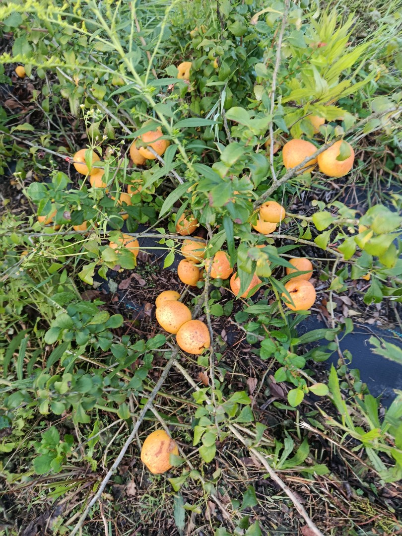 zdjecie-1