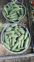 OFERUJEMY DO SPRZEDAŻY SORTOWANE OGÓRKI TURECKIEGO POCHODZENIA ORAZ NIESORTOWANE OGÓRKI RUMUŃSKIEGO POCHODZENIA 
DOSTAWY CAŁOSAMOCHODOWE BEZPOŚREDNIO