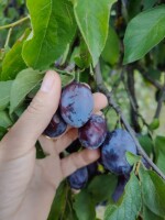 Sprzedam śliwka węgierka. Zerwę pod zamówienie, dowolne opakowanie. Będzie koło 2 ton. Między Warka a Grójec. Mam też gruszkę patent z obrączkami mroz