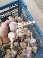 Sprzedam czosnek polski ARKUS na brudno nie obierany. Czosnek ładny zdrowy, może być do sadzenia. Czosnek w kalibrze 5 - 6 cm (przewaga +5,5cm). Łodyg