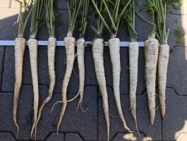 Sprzedam młodą pietruszkę korzeniową odmiany Arctica ,kaliber 3+.Towar kopany pod zamówienie, kombajnem za nać.Cena do uzgodnienia.Tel.503018734