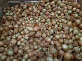 Sprzedam Cebulę cena i opakowanie do uzgodnienia