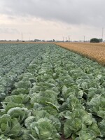 Kapusta biala 64-200 Wolsztyn Wlkp.odmiana uniwersalna na kg luz sztuki