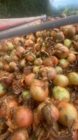Sprzedam cebulę ŻÓŁTA z dymki na obieranie 70%6+, Ilości tirowe ,import ,dostawa do klienta cała Polska .