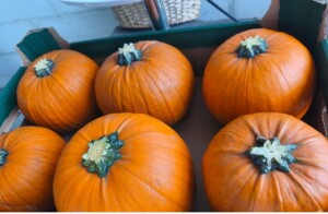 Sprzedam dynie typu Halloween – każdy kaliber, każde opakowanie.   Ilości hurtowe, z aktualnymi badaniami.