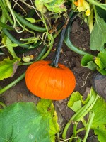 Szukam producentów dyni halloween. Tylko jasny towar. Ilości tirowe i paletowe, duże ilości. Możliwość stałej współpracy.