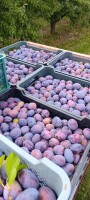 Sprzedam mieszańca ilość busowa w ładnym nalocie. Towar w chłodni