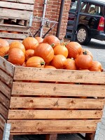 Sprzedam dynię halloween kaliber 1-4 i 4+ . Dynie piżmowa dynię ozdobne duże ilości różne wzory .