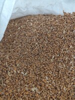 Sprzedam pszenicę euforia około 20 ton jest równie jęczmień ilość około 15 ton