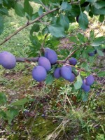 Sprzedam blu bela jutro bedzie rwany