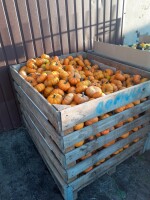 Sprzedam dynie. Różne odmiany :mandarynkowa, biała, muscat, lunga, Atlantic  Giant, ozdobna, hokkaido, popcornowa, Kamo kamo, Futsu Black, Hubart blue