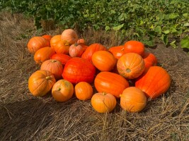 🎃 Dynie prosto z pola – SPRZEDAM 🎃 
Mam na sprzedaż świeże, ekologiczne dynie z własnej uprawy 🌱🎃

Sprawdzą się zarówno dla zwierząt, jak i:
🐴 ja