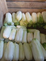 Sprzedam kapustę pekińską na sałatki kebaby  poniżej 0.5kg -2.00zl Powyżej 2.50zl