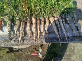 Sprzedam pietruszkę towar handlowy  Zapraszam do kontaktu