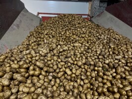 Sprzedam ziemniaki z własnego gospodarstwa. Odmiana Soraya. Zaschnięta skórka. Bez drutowca. Ładny towar. 
Luz, bigbag, worek 10/15kg 
Duże ilości. St