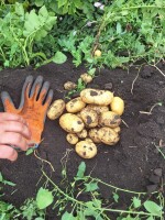 Sprzedam ziemniaki 🥔 odmiana Lilly ilości tirowe lub big bag