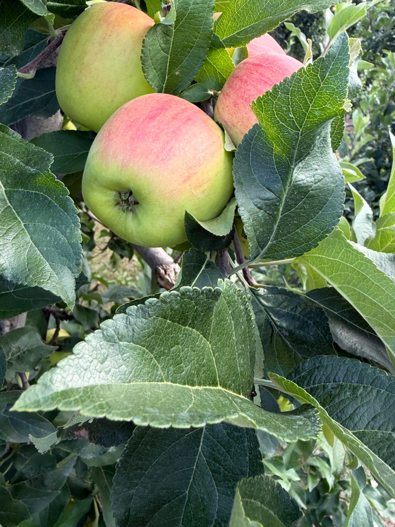 zdjecie-1