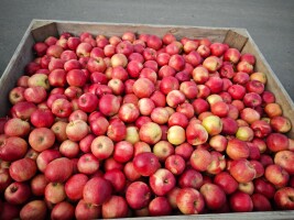 Sprzedam IDAREDA z K.A. (Smart Fresh) Tel. 609-329-097