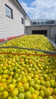 Kupię jablko golden na suchy przemysł załadunek luz przelew gotówką