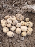 Sprzedam ziemniaki odmiany Riviera, opakowanie big-bag lub luz na wannę, około 600 ton