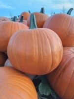 Sprzedam dynie Halloween, kal. 1-3, 3-8, 8+,oraz hokaido, piżmowa, ładnie wybarwiona duże ilości.