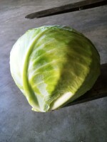 Sprzedam kapustę bałą marketową 1-3.5kg