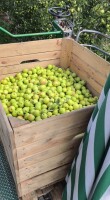 Kupię jabłko przemysłowe świeże oraz przemysł z jabłek zeszłorocznych. Odbiór z miejsca, możliwość podstawienia wózka oraz wagi Błędów, Biała Rawska,