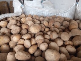 Kupię ziemniak 5+ tylko ładny towar z zaschniętą skórką worek big bag luz płatne przy załadunku zapraszam do stałej współpracy