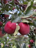 Sprzedam Galę Schnico red. 
Jabłko ładne, bez gradu. Zainteresowane osoby zapraszam do oglądania 05-640 Mogielnica.
Ilość około 30 ton.
Tel.604171202