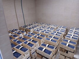 W piątek będę mial na sprzedaz borowki okolo 300 koszykow po 3 kg. Odmiany CHENDLER 200 koszy oraz 100 NELSON. Owoce twarde, slodkie, chendler bardzo