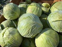 Sprzedam kapustę białą  Duże ilości 
Karton box 
Przemysł/detal 
Główka 1 - 3.5 kg