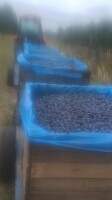 Kupię przedojrzale  śliwki na alkohol , słodkie , bez pleśni. 80 groszy kg. Płatne gotówką , większą ilość transport. Kontakt  600 967 696