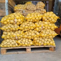 Sprzedam ziemniaki jadalne. Odmiana Riviera. 230 worków po 15kg.